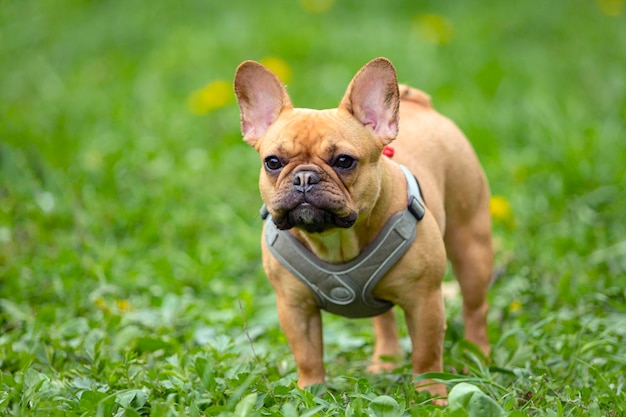 Un bulldog francés caminando en la hierba