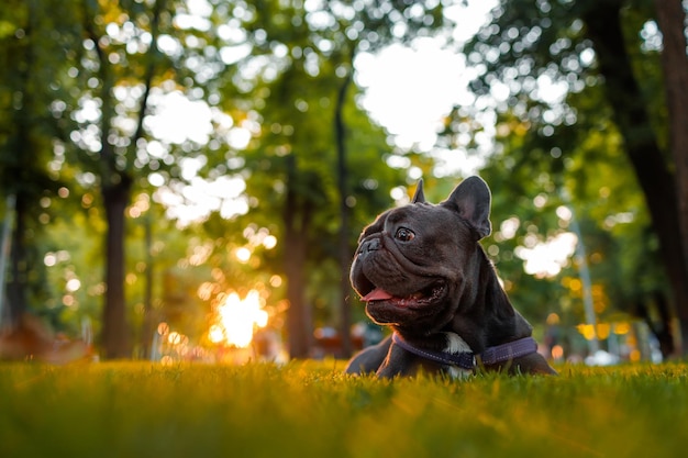 Bulldog francês cansado lambe e descansa no parque no gramado o sol da noite brilha sobre ele por trás