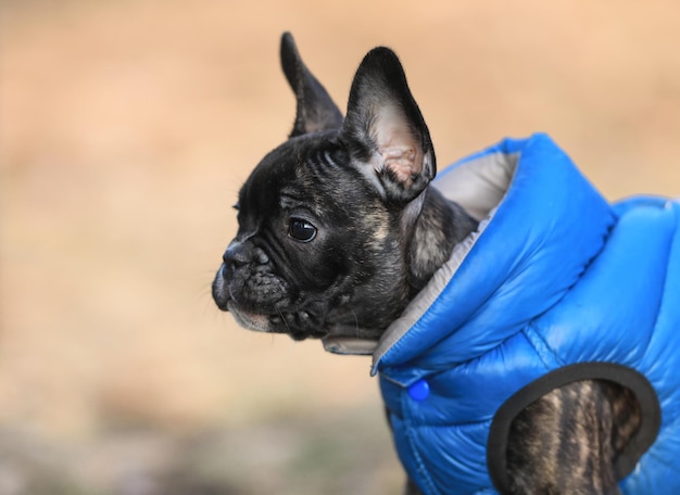 bulldog francês cão de raça pura para passear