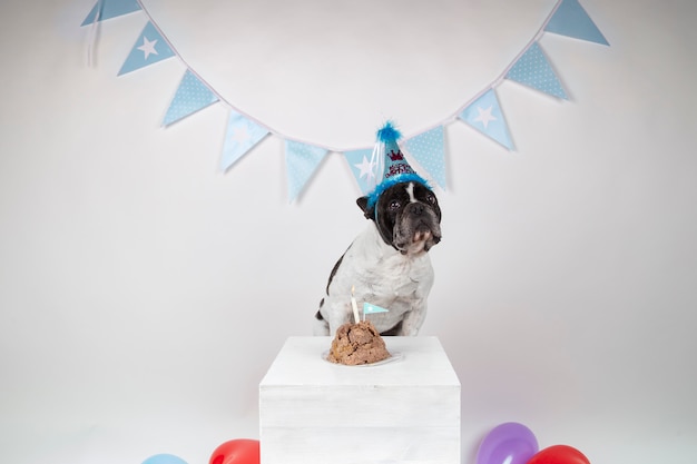 Foto bulldog francés celebrando su cumpleaños sobre fondo blanco.