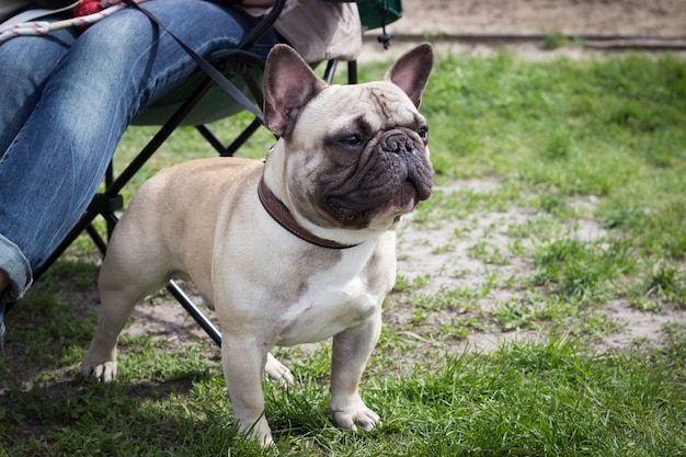 Bulldog francés cerca de las piernas de los propietarios