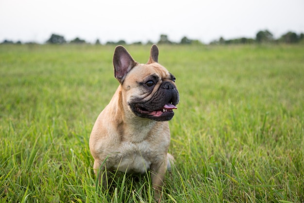 Bulldog francés en el césped