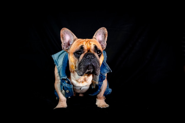 Bulldog francés en una chaqueta de mezclilla aislado sobre un fondo negro