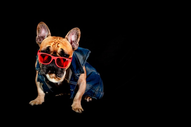 Bulldog francés con una chaqueta vaquera y gafas aisladas en un fondo negro