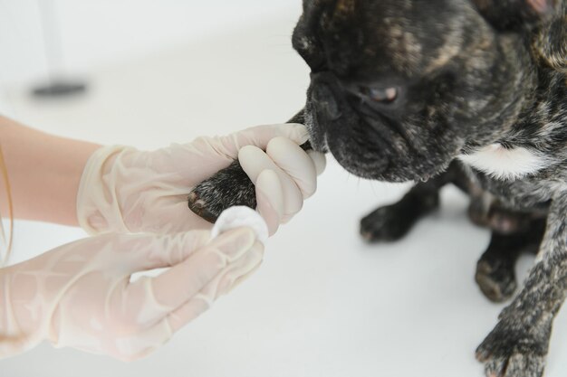 Bulldog francés en una clínica veterinaria Concepto de medicina veterinaria