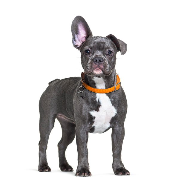 Bulldog francés con un collar de perro naranja escuchando con una oreja levantada