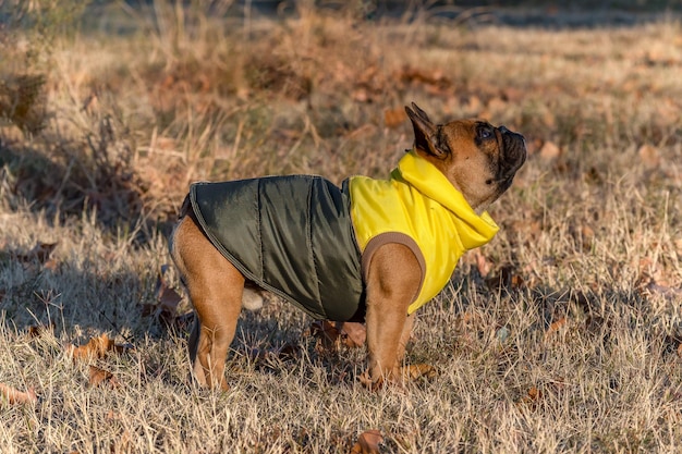 Bulldog francês com casaco no outono