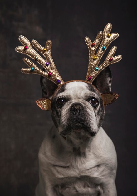 Foto bulldog francês com chifres de renas douradas de cores cinzentas em um fundo cinzento conceito de natal