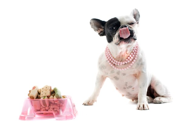 Bulldog francés y comida para mascotas en blanco