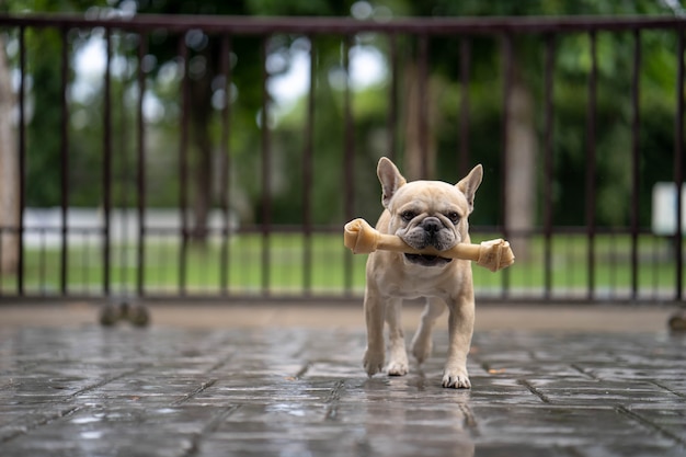 Bulldog francés corriendo con hueso de cuero crudo en la boca.