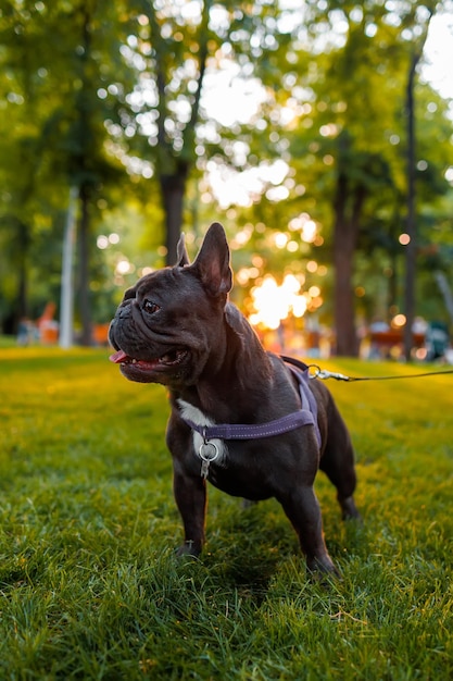 El bulldog francés cumplió con la orden en silencio y se encuentra en un lugar del parque bajo los rayos del cálido sol vespertino