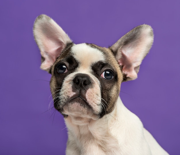 Bulldog francés delante de una pared violeta