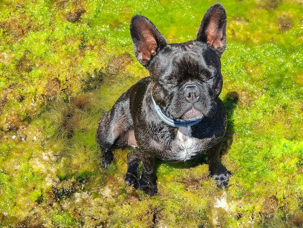 Bulldog frances disfrutando de férias na costa mediterrânea