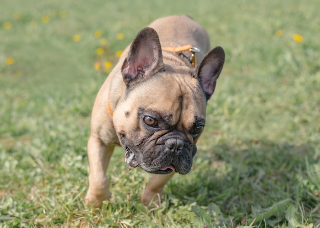 Bulldog francés divertido al aire libre en un día soleado de verano.