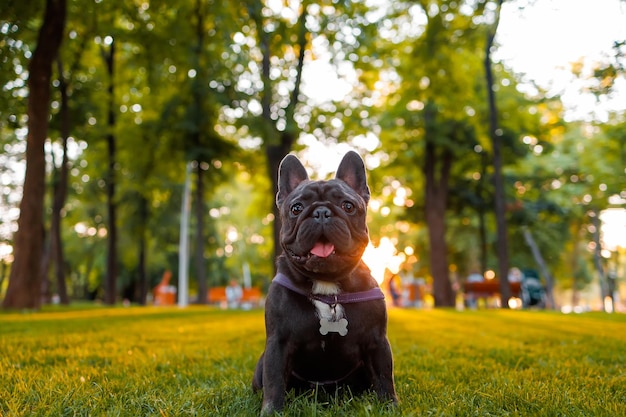 Foto bulldog francés divertido en el parque al atardecer