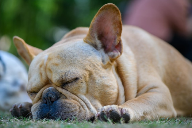 Bulldog francês dormindo e roncando alto