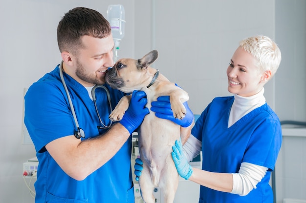 Bulldog francês em uma clínica veterinária. dois médicos o estão examinando. conceito de medicina veterinária. cães genealógicos
