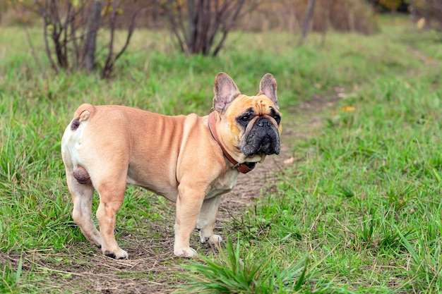 Un bulldog francés se encuentra en un campo.