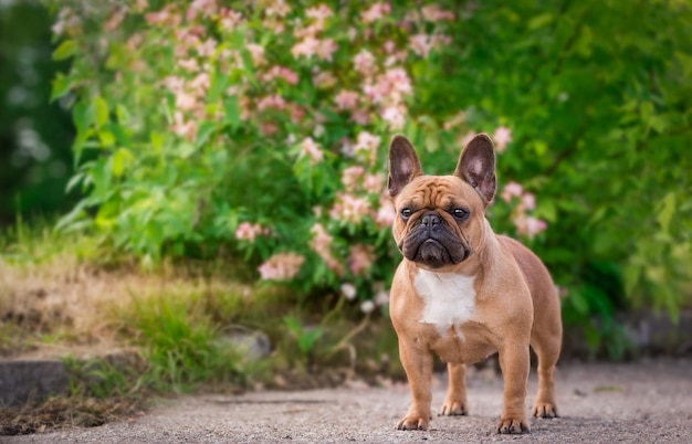 El bulldog francés se encuentra en la carretera del parque.