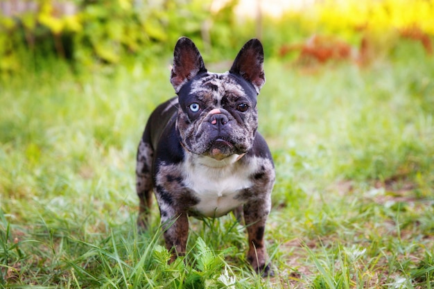 el bulldog francés es un color inusual para pasear por el parque