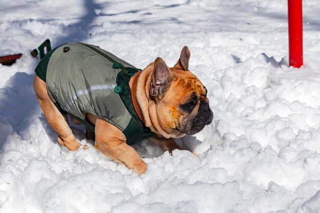 Un bulldog francés está jugando en la nieve.