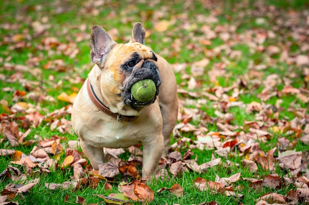 Un bulldog francés está jugando con una pelota en el césped...