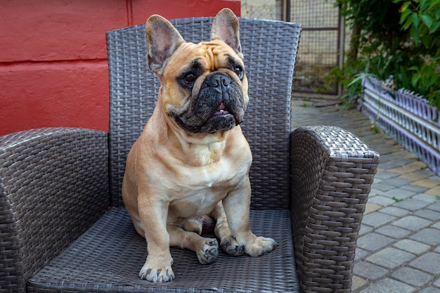 El bulldog francés está sentado en un sillón con una mirada importante.