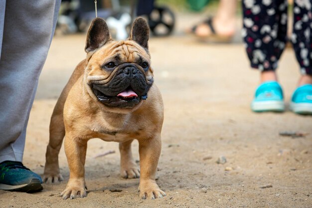 Un bulldog francés en una exposición canina. ...