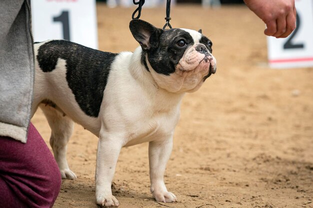 Un bulldog francés en una exposición canina