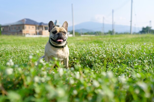 Bulldog francés feliz sentado en el campo por la mañana