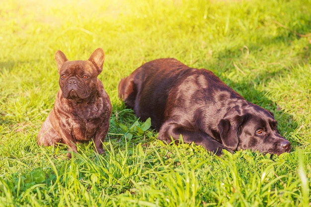 Bulldog francés en foco y labrador en desenfoque Perros sobre hierba verde