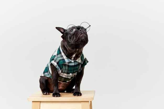 Foto bulldog francés con gafas y camisa, muy inteligente e inteligente