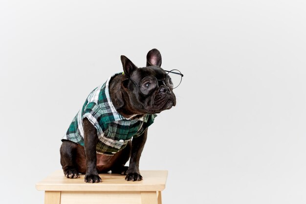 Bulldog francés con gafas y camisa, muy inteligente e inteligente