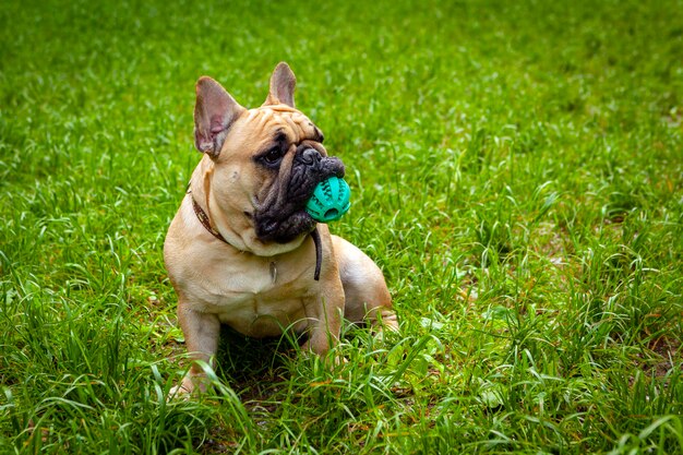 El bulldog francés juega en el parque sobre el césped