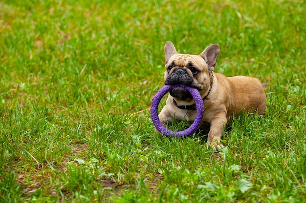 Bulldog francés jugando en la hierba