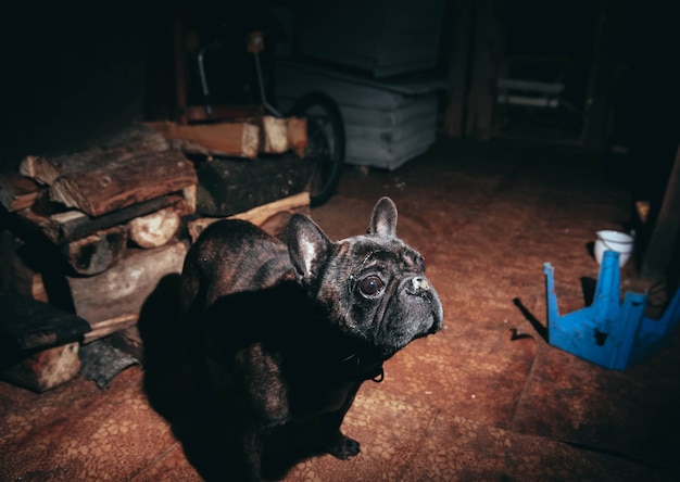 bulldog francês marrom em uma casa de aldeia