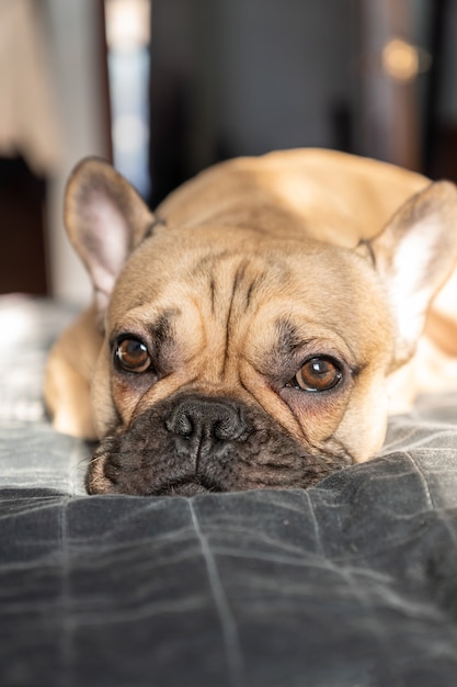 Bulldog francés marrón duerme en la cama. Enfoque selectivo.