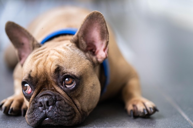 Un bulldog francés marrón tirado en el suelo