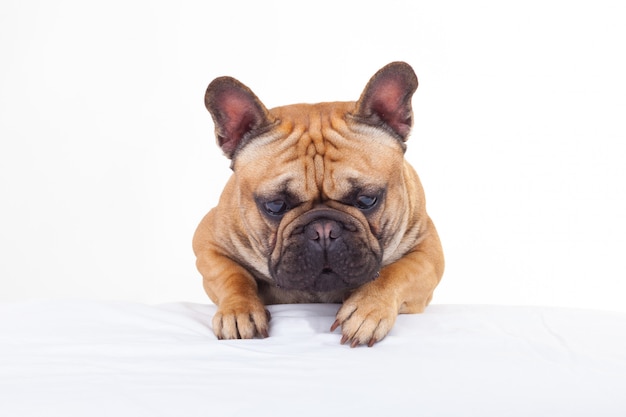 Foto bulldog francés mirando al suelo con las orejas levantadas