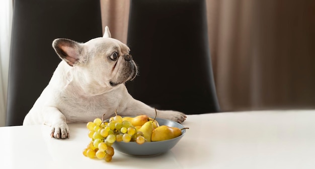 bulldog francês na mesa de jantar com frutas