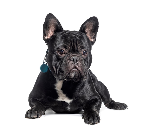 Bulldog francés negro con arnés aislado en blanco