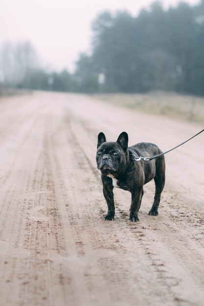 Bulldog francés negro caminando en clima frío