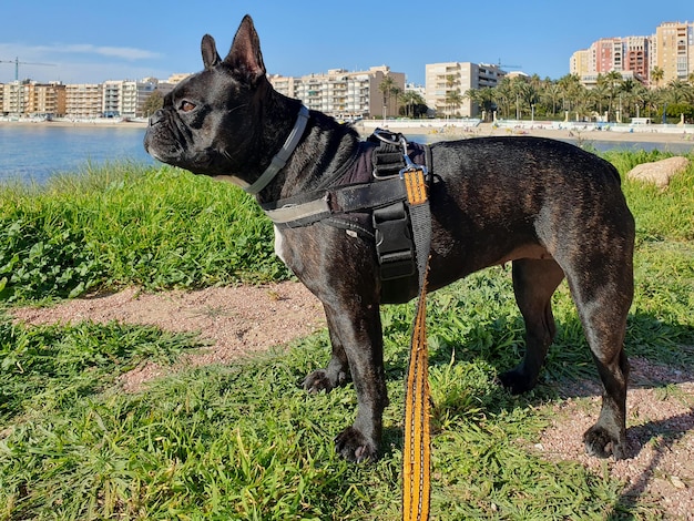 Un bulldog francés negro con una correa atada a él