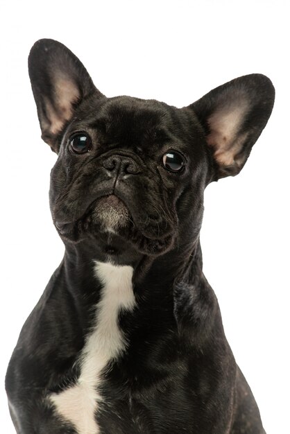 Bulldog francés negro Retrato de un perro