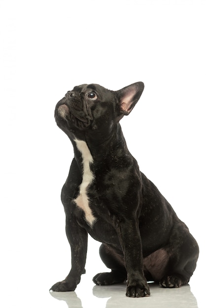 Bulldog francés negro Retrato de un perro