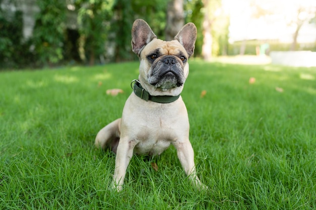 Bulldog francês olhando engraçado sentado no campo olhando para longe.