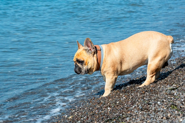 bulldog francés en la orilla del mar