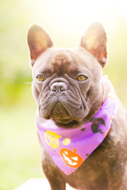 Bulldog francés en un pañuelo para Halloween Retrato de un perro joven