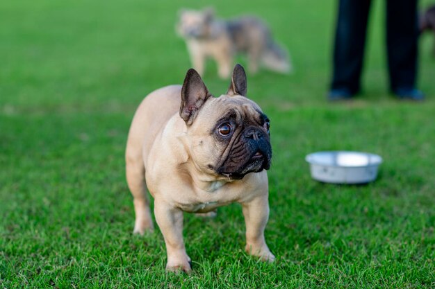 Bulldog francês para passear na grama verde em dia ensolarado e quente