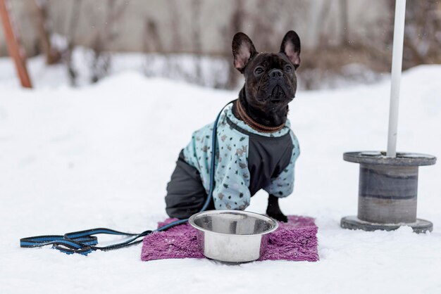 Bulldog francés en el paseo en invierno